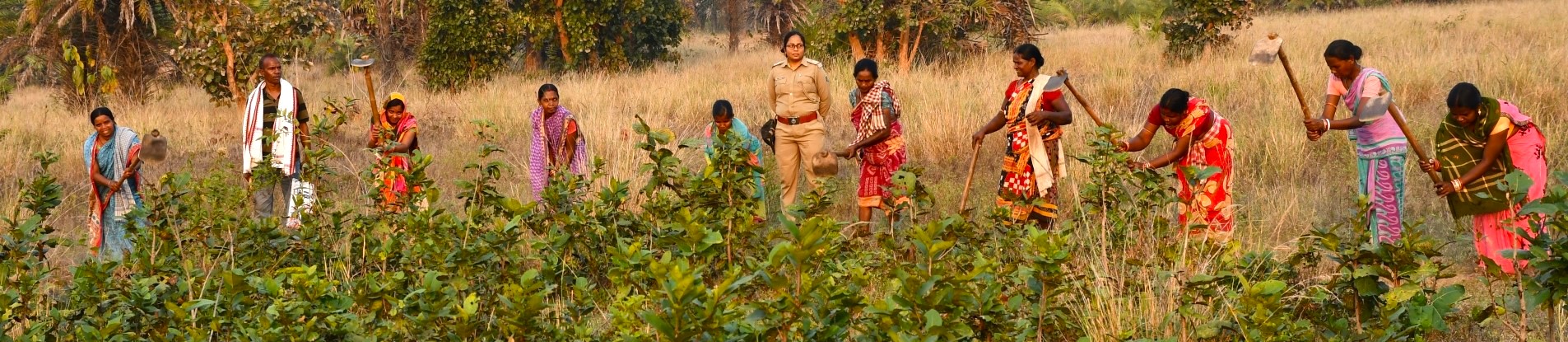 Kendu Leaf Organisation, Odisha