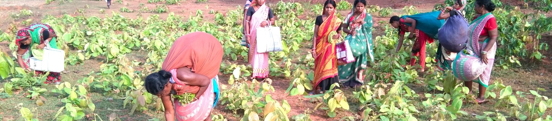 Kendu Leaf Organisation, Odisha