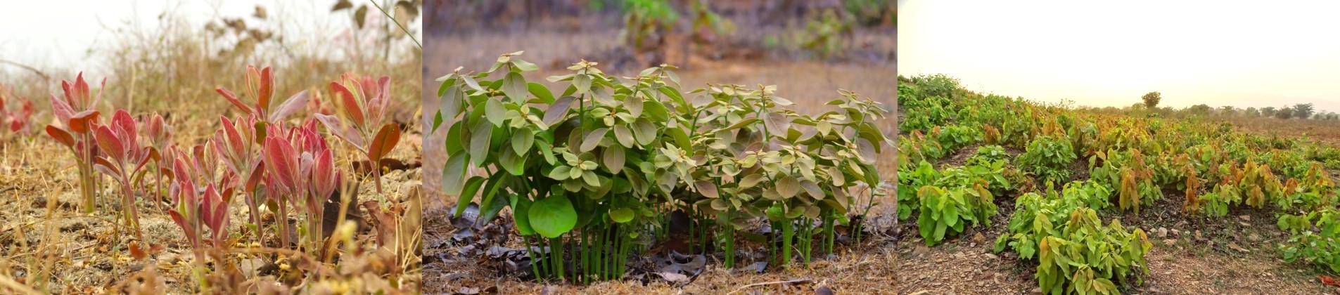 Kendu Leaf Organisation, Odisha