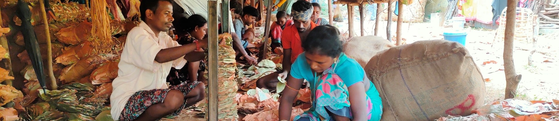 Kendu Leaf Organisation, Odisha